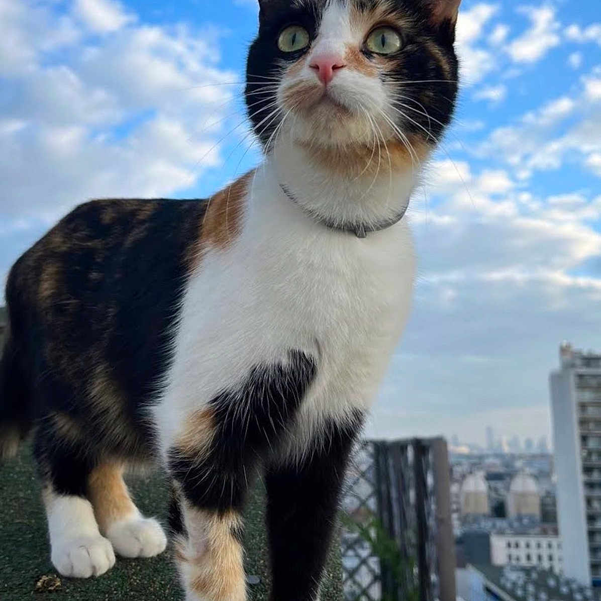 Sapa participe au concours pour gagner de l'argent avec cette photo : angora, animal, architecture, balcony, building, cat, city, cityscape, condo, downtown, highrise, housing, kitten, manx, metropolis, officebuilding, pet, plant, pottedplant, urban