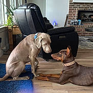 Ares And Gracie is registered to the contest to win money with this photo: dog, indoor, living_room, floor, recliner, fireplace, plant, window, collar, brown_dog, tan_dog, wood_floor, rug, furniture, pet, canine, resting, sitting, domestic_animal, home