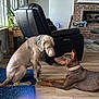 dog, indoor, living_room, floor, recliner, fireplace, plant, window, collar, brown_dog, tan_dog, wood_floor, rug, furniture, pet, canine, resting, sitting, domestic_animal, home