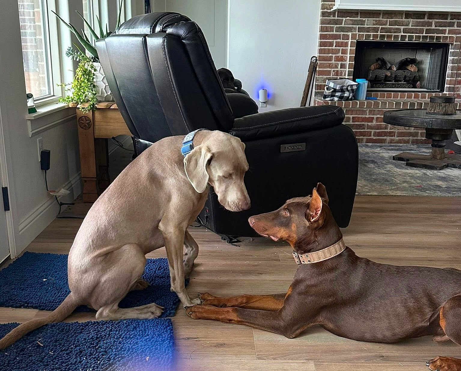 Ares And Gracie is registered to the contest to win money with this photo: dog, indoor, living_room, floor, recliner, fireplace, plant, window, collar, brown_dog, tan_dog, wood_floor, rug, furniture, pet, canine, resting, sitting, domestic_animal, home