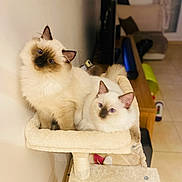 Ariel Et Azur participe au concours pour gagner de l'argent avec cette photo : cat, cats, fluffy, pet, feline, indoor, cat_tree, curious, relaxed, cozy, animal, cute, domestic, fur, whiskers, ears, home, living_room, tile_floor, cushion