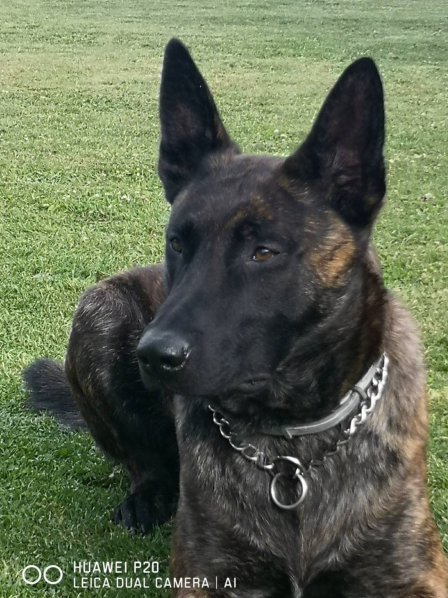 Patone a rejoint le concours — aidez-le/la à gagner de superbes lots ! canidae, carnivore, collar, companion_dog, dog, dog_breed, dog_collar, grass, guard_dog, herding_dog, hunting_dog, non_sporting_group, plant, snout, sporting_group, terrestrial_animal, whiskers, working_animal, working_dog