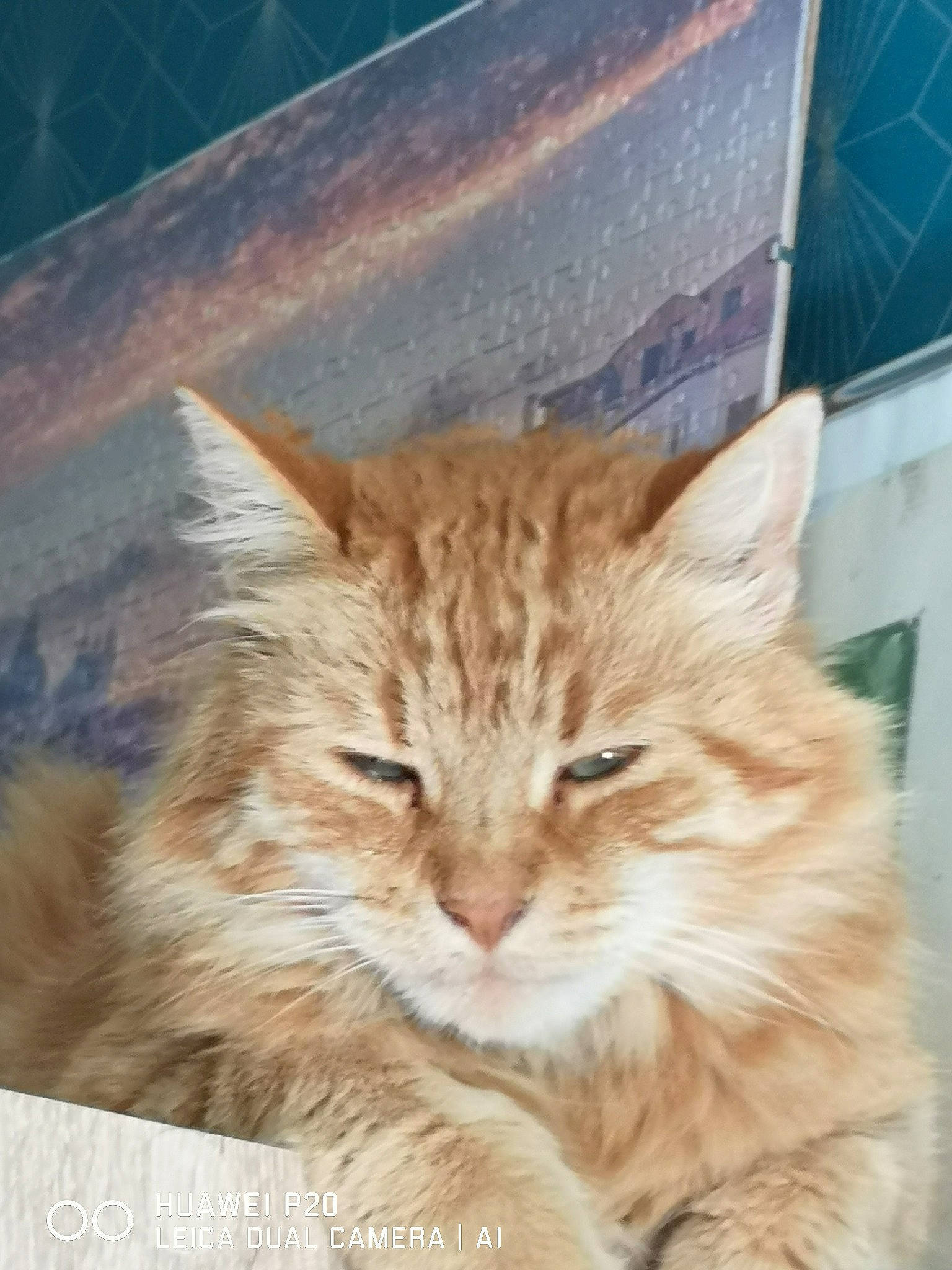 Brioche a rejoint le concours — aidez-le/la à gagner de superbes lots ! carnivore, cat, domestic_short_haired_cat, fawn, felidae, fur, plant, small_to_medium_sized_cats, tail, terrestrial_animal, whiskers, wood