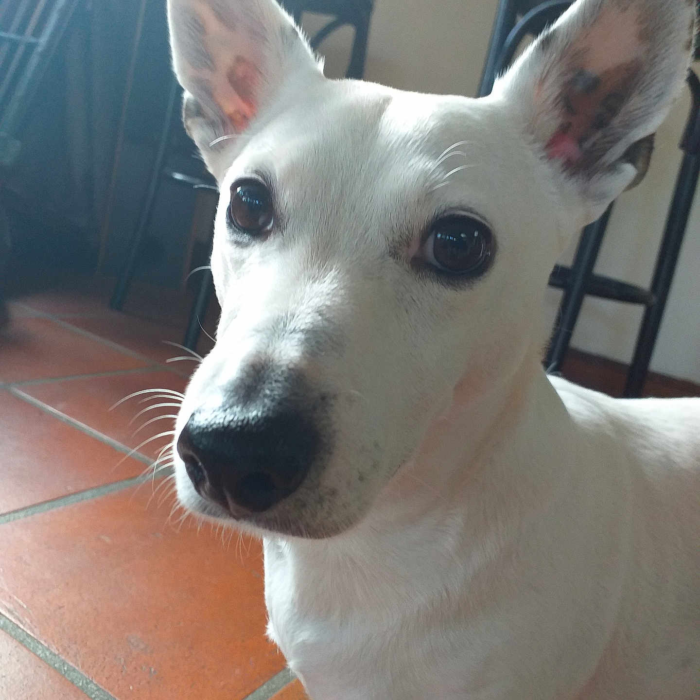 Django