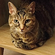 Ninon participe au concours pour gagner de l'argent avec cette photo : cat, tabby, pet, feline, indoor, wooden_shelf, green_eyes, animal, fur, whiskers, ears, face, resting, closeup, cute, domestic_cat, looking_at_camera, sitting, calm, curious