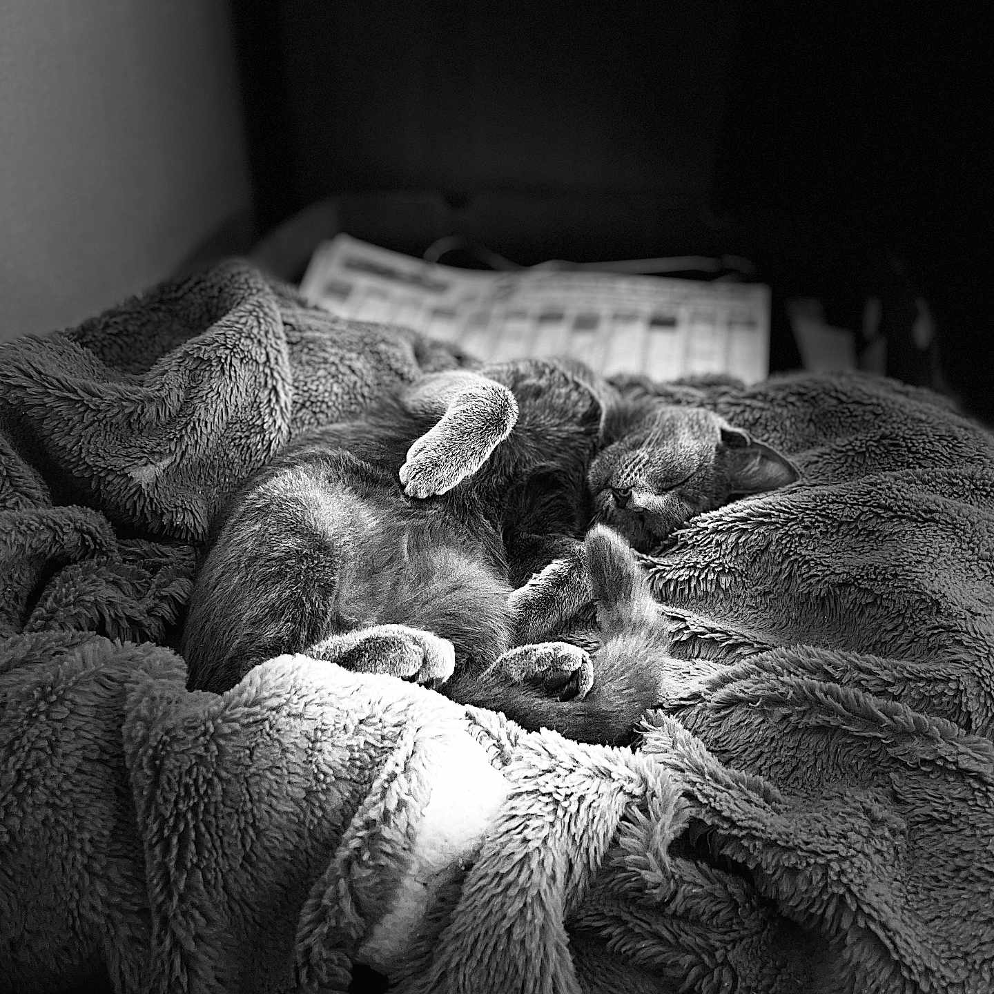 Perle a rejoint le concours — aidez-le/la à gagner de superbes lots ! abyssinian, animal, bed, bedroom, blanket, canine, cat, couch, dog, furniture, indoors, kitten, manx, person, pet, puppy, quilt, rabbit, room, sleeping