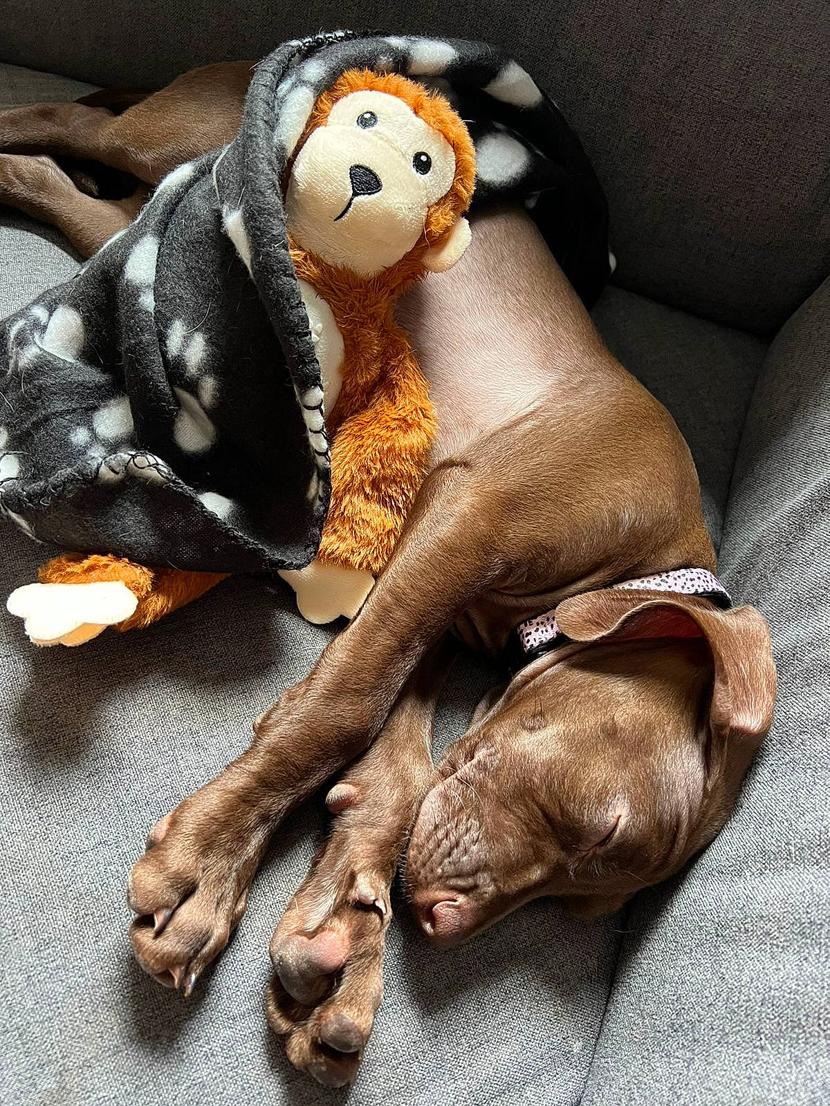 Nessie joined the competition — help win amazing prizes! comfort, companion_dog, fawn, figurine, flightless_bird, flooring, foot, fur, human_leg, linens, nail, paw, plush, sitting, snout, stuffed_toy, terrestrial_animal, thigh, toy, wood