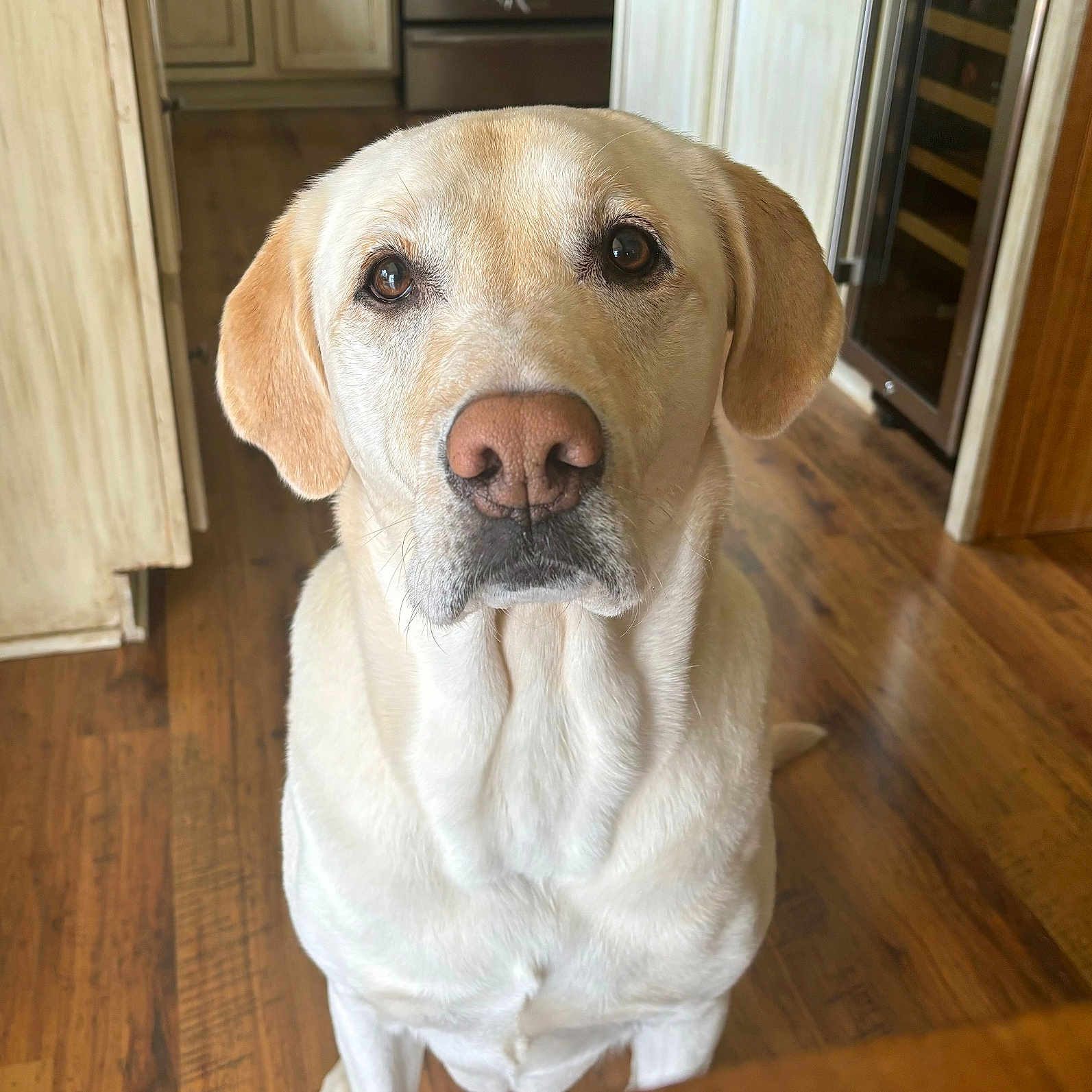 Gus joined the competition — help win amazing prizes! animal, bulldog, canine, dog, door, goldenretriever, hardwood, hound, indoors, interiordesign, labradorretriever, pet, pitbull, plywood, pointer, puppy, snout, stainedwood, whitedog, wood