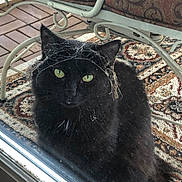 Raven joined the competition — help win amazing prizes! black_cat, cat, green_eyes, spider_web, porch, carpet, metal_chair, window, glass, feline, pet, animal, curious, sitting, indoor_outdoor, close_up, quiet, resting, domestic_animal, quiet_moment