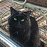 black_cat, cat, green_eyes, spider_web, porch, carpet, metal_chair, window, glass, feline, pet, animal, curious, sitting, indoor_outdoor, close_up, quiet, resting, domestic_animal, quiet_moment