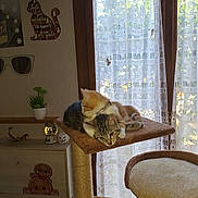 Biscuit Et Plume participe au concours pour gagner de l'argent avec cette photo : cat, kitten, cat_tree, window, curtains, indoor, furniture, decor, plant, orange_cat, tabby_cat, snuggling, pets, cozy, sunlight, lace_curtains, wall_art, drawer, cute, resting