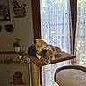 cat, kitten, cat_tree, window, curtains, indoor, furniture, decor, plant, orange_cat, tabby_cat, snuggling, pets, cozy, sunlight, lace_curtains, wall_art, drawer, cute, resting