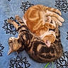 cat, kitten, sleeping, orange_cat, striped_cat, pets, cute, fur, animal, resting, indoor, cozy, blanket, patterned_blanket, two_animals, closeup, domestic_cat, whiskers, pink_paw, tail