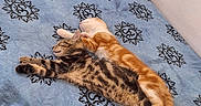 Biscuit Et Plume a rejoint le concours — aidez-le/la à gagner de superbes lots ! kitten, cat, sleeping, nap, bed, blanket, blue, striped, orange, white, feline, cute, pets, cozy, resting, fur, animal, domestic, two, snuggling