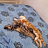 kitten, cat, sleeping, nap, bed, blanket, blue, striped, orange, white, feline, cute, pets, cozy, resting, fur, animal, domestic, two, snuggling