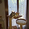Biscuit Et Plume a rejoint le concours — aidez-le/la à gagner de superbes lots ! cat, kitten, cat_tree, feline, pets, indoor, curtains, window, sunlight, cozy, relaxed, cute, animal, domestic, fur, whiskers, ears, paws, resting, friendship
