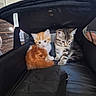 kitten, cat, pet, animal, young, orange_cat, tabby_cat, furry, cute, indoor, carrier_bag, black, small, domestic, curious, sitting, pair, fluffy, resting, companion
