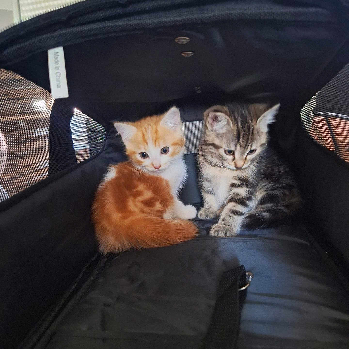 Biscuit Et Plume participe au concours pour gagner de l'argent avec cette photo : kitten, cat, pet, animal, young, orange_cat, tabby_cat, furry, cute, indoor, carrier_bag, black, small, domestic, curious, sitting, pair, fluffy, resting, companion