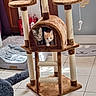 Biscuit Et Plume a rejoint le concours — aidez-le/la à gagner de superbes lots ! cat, kitten, cat_tree, pet_toys, indoor, furniture, floor_tile, plush_bed, cute, animal, pet, domestic, playful, cozy, resting, curious, small, brown, gray, orange