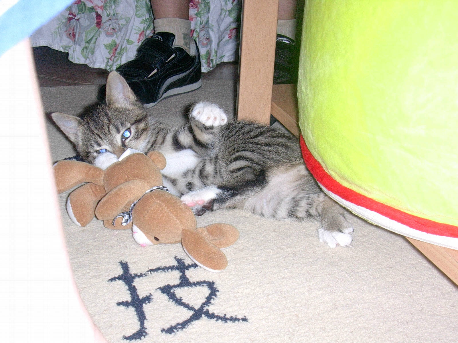 Mitsy participe au concours pour gagner de l'argent avec cette photo : ball, bean_bag, carnivore, cat, cat_supply, comfort, domestic_short_haired_cat, felidae, flooring, fur, grey, human_leg, mammal, paw, room, small_to_medium_sized_cats, tail, vertebrate, whiskers, wood