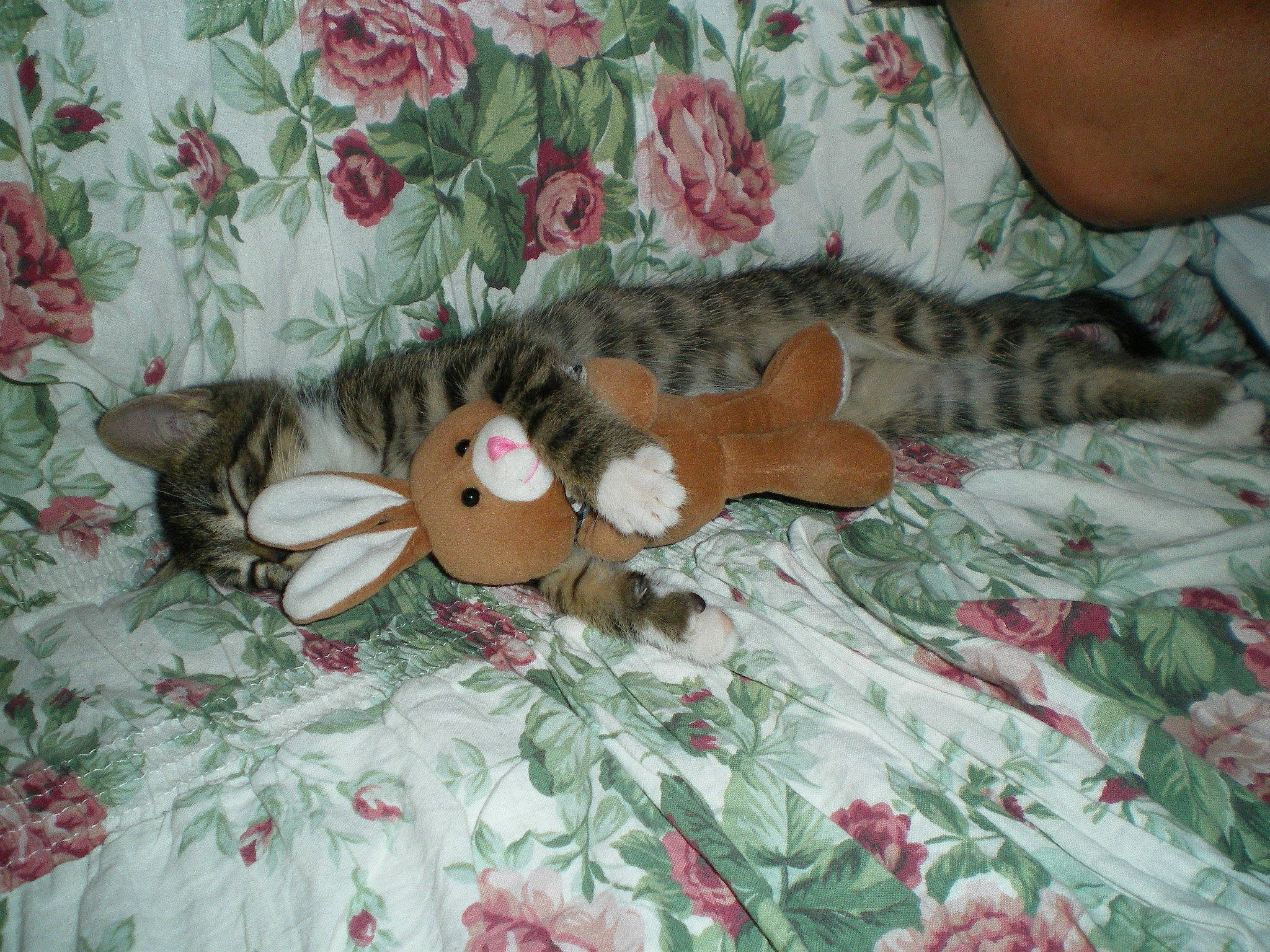 Mitsy participe au concours pour gagner de l'argent avec cette photo : bed, bed_sheet, bedding, child, comfort, floral_design, flower, linens, military_camouflage, pattern, peach, petal, pink, plant, room, rose, textile, toy, tree