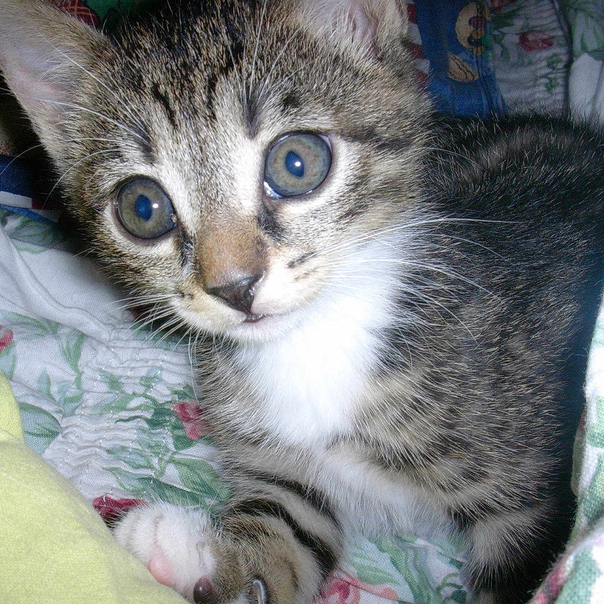 Mitsy