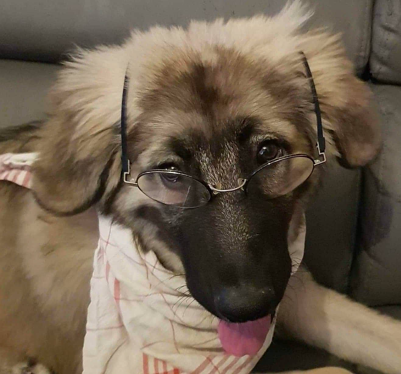 Lady a rejoint le concours — aidez-le/la à gagner de superbes lots ! canidae, carnivore, companion_dog, dog, dog_breed, ear, eye, fawn, fur, liver, paw, pekingese, pet_supply, snout, sporting_group, terrestrial_animal, tibetan_spaniel, toy_dog, whiskers, working_animal