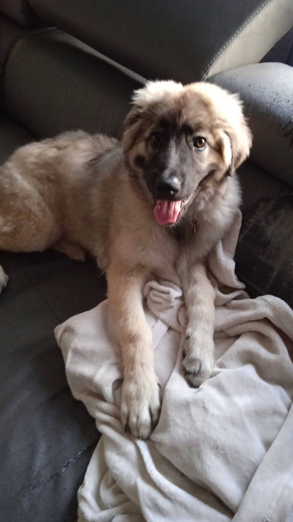 Lady participe au concours pour gagner de l'argent avec cette photo : bored, canidae, carnivore, companion_dog, dog, dog_breed, fang, fawn, fur, paw, shout, snout, sporting_group, whiskers, working_dog