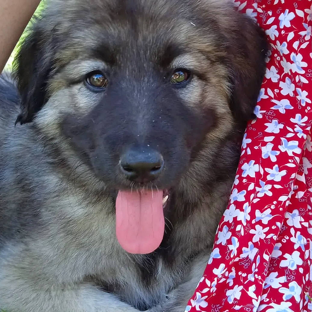 Lady participe au concours pour gagner de l'argent avec cette photo : ancient_dog_breeds, borador, canidae, carnivore, companion_dog, dog, dog_breed, eye, fur, giant_dog_breed, guard_dog, pet_supply, snout, sporting_group, terrestrial_animal, whiskers, working_animal, working_dog