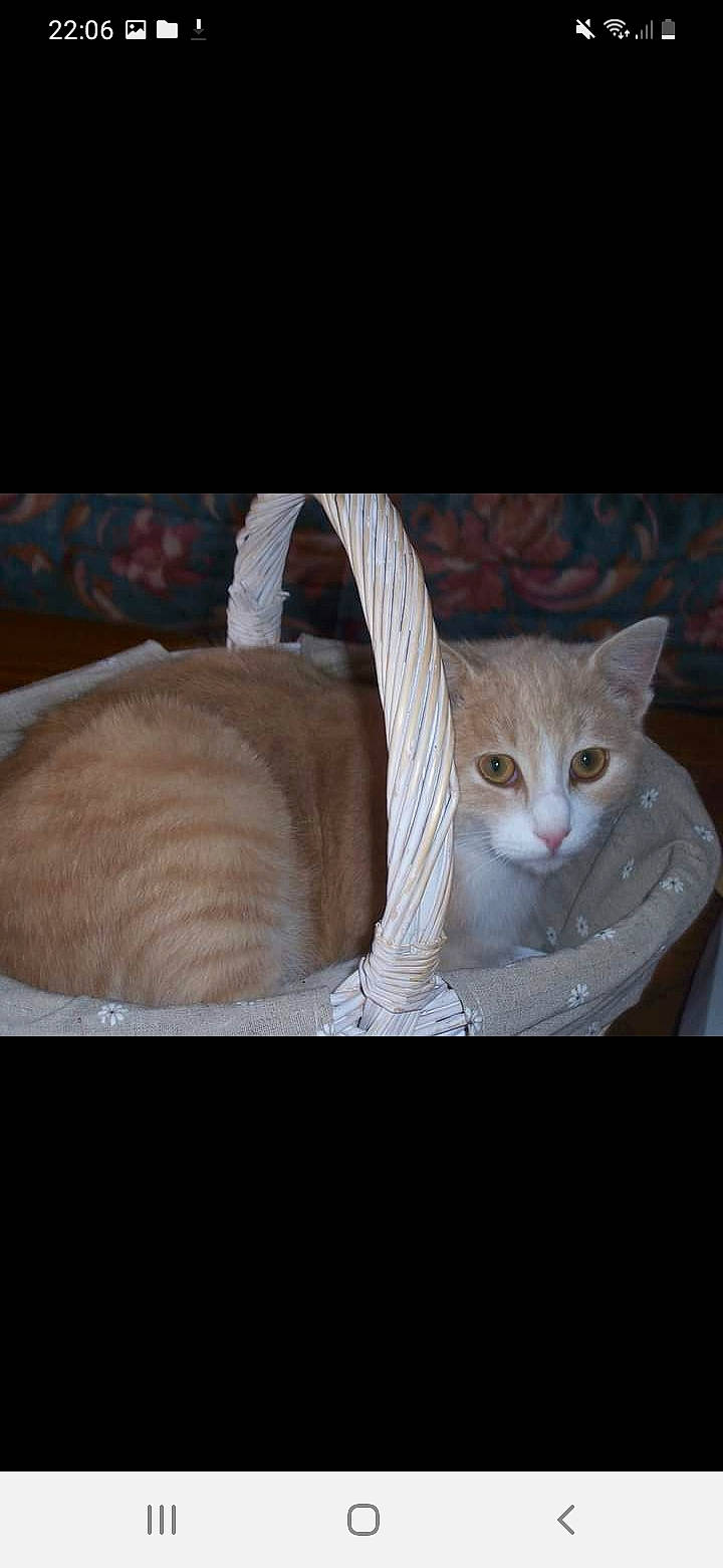 Pralin participe au concours pour gagner de l'argent avec cette photo : carnivore, cat, cat_supply, comfort, dishware, fawn, felidae, fur, paw, pet_supply, serveware, small_to_medium_sized_cats, snout, tableware, tail, terrestrial_animal, whiskers, window, wood