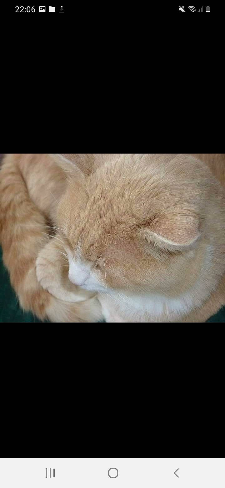 Pralin participe au concours pour gagner de l'argent avec cette photo : carnivore, cat, claw, comfort, ear, fawn, felidae, foot, fur, gesture, human_leg, paw, small_to_medium_sized_cats, snout, sporting_group, tail, terrestrial_animal, whiskers