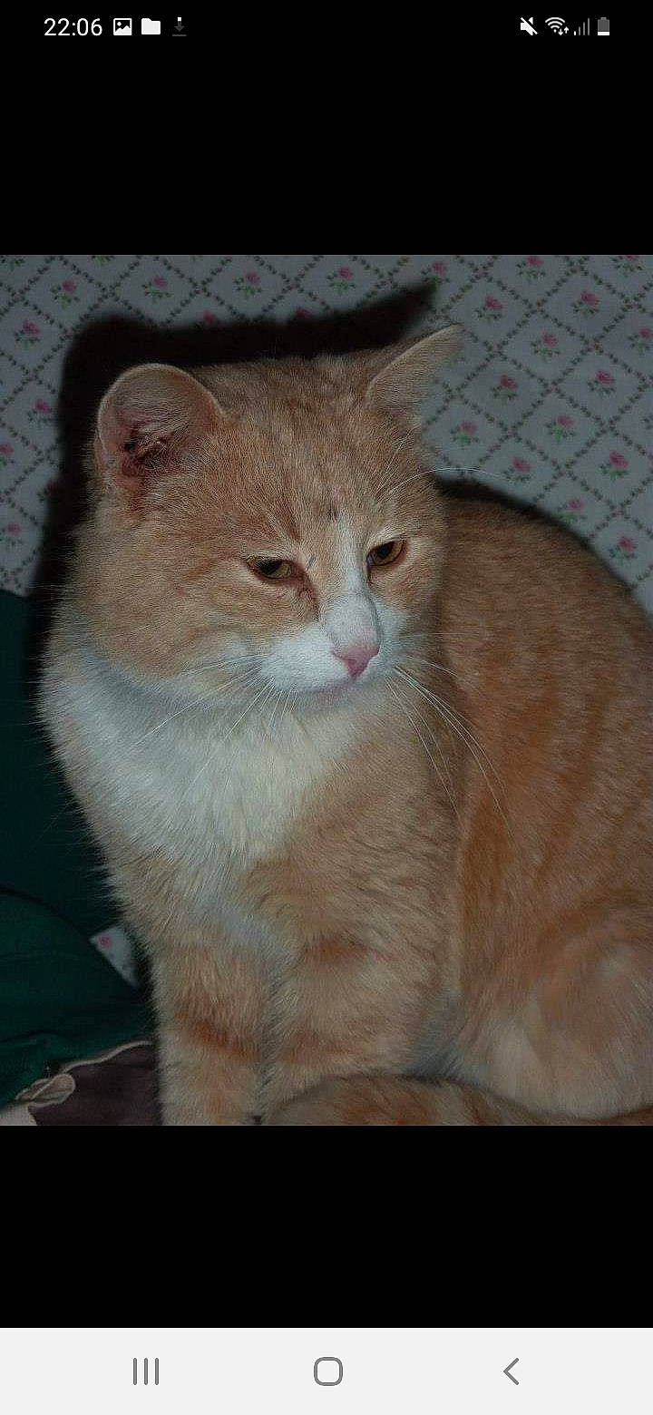 Pralin participe au concours pour gagner de l'argent avec cette photo : carnivore, cat, cat_supply, domestic_short_haired_cat, eye, fawn, felidae, fur, photo_caption, rectangle, small_to_medium_sized_cats, snout, tail, terrestrial_animal, whiskers, wildlife, window