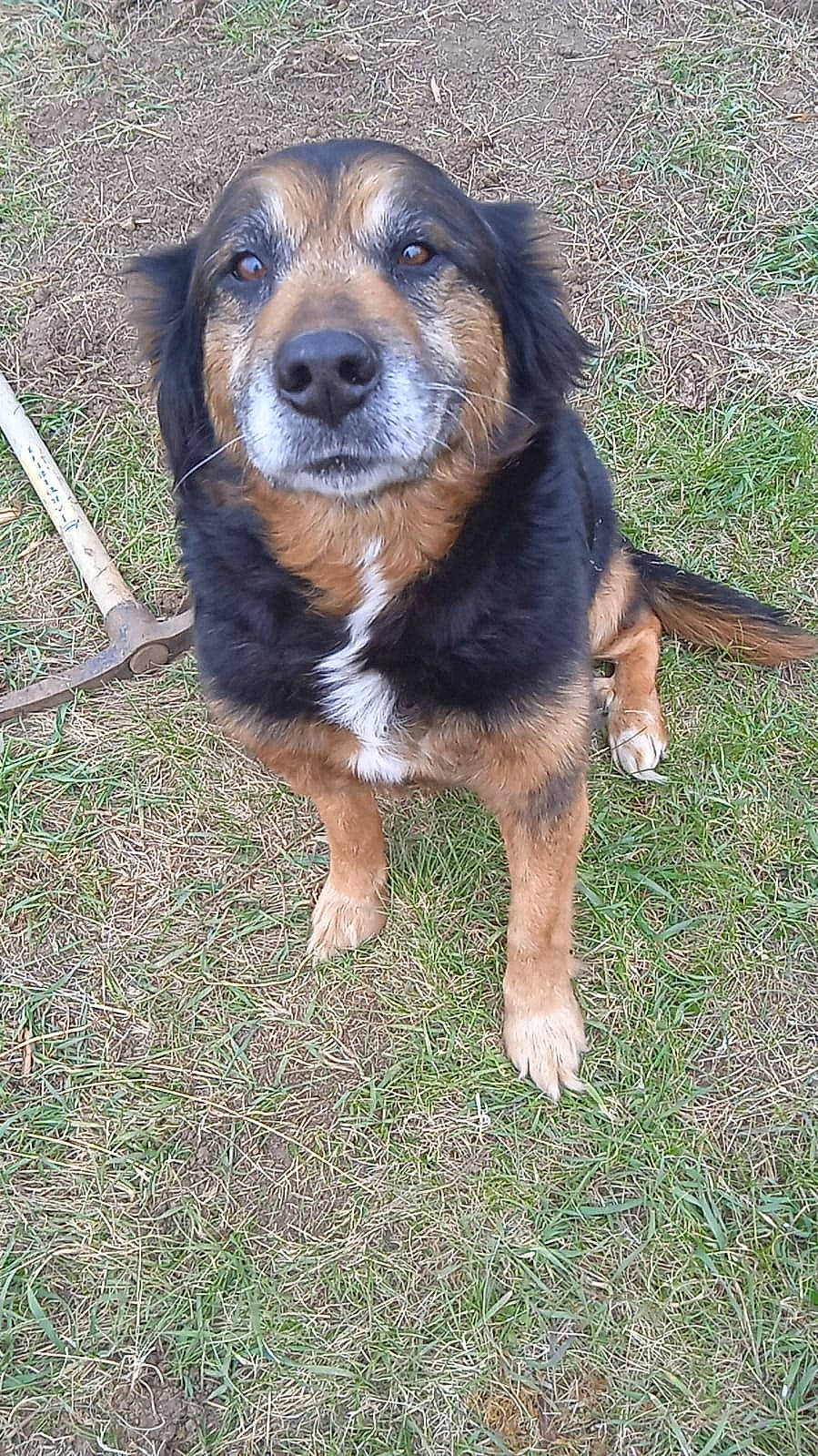 Hatchi a rejoint le concours — aidez-le/la à gagner de superbes lots ! canidae, carnivore, companion_dog, dog, dog_breed, grass, hunting_dog, plant, puppy, sharing, snout, sporting_group, terrestrial_animal, working_dog