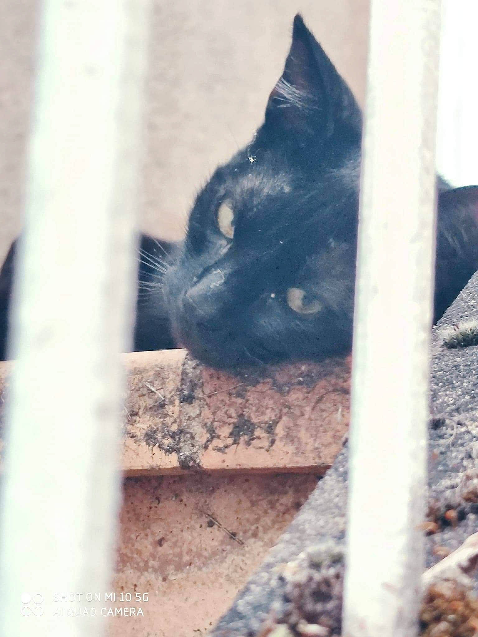 Papouillou participe au concours pour gagner de l'argent avec cette photo : black_cat, bombay, carnivore, cat, chartreux, domestic_short_haired_cat, electric_blue, felidae, fur, small_to_medium_sized_cats, snout, tail, terrestrial_animal, tints_and_shades, tree, whiskers, wildlife, window, wood