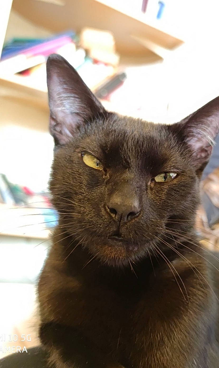 Papouillou a rejoint le concours — aidez-le/la à gagner de superbes lots ! black_cat, bombay, carnivore, cat, domestic_short_haired_cat, felidae, fur, havana_brown, small_to_medium_sized_cats, snout, terrestrial_animal, whiskers