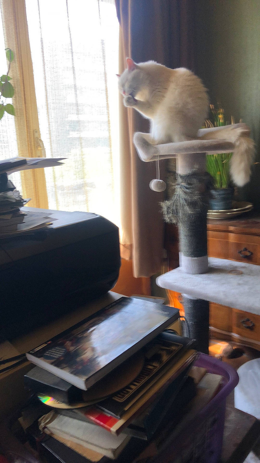 Snowbal participe au concours pour gagner de l'argent avec cette photo : carnivore, cat, cat_supply, comfort, felidae, flooring, grey, hardwood, interior_design, living_room, musical_instrument, plant, publication, room, shelving, small_to_medium_sized_cats, tail, whiskers, window, wood