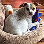 dog, plush_toy, stuffed_animal, dog_bed, white_dog, brown_patch, flooring, wood_floor, toy, pet, indoor, cozy, resting, clutching, animal, cute, pet_toy, stuffed_duck, relaxed, fur