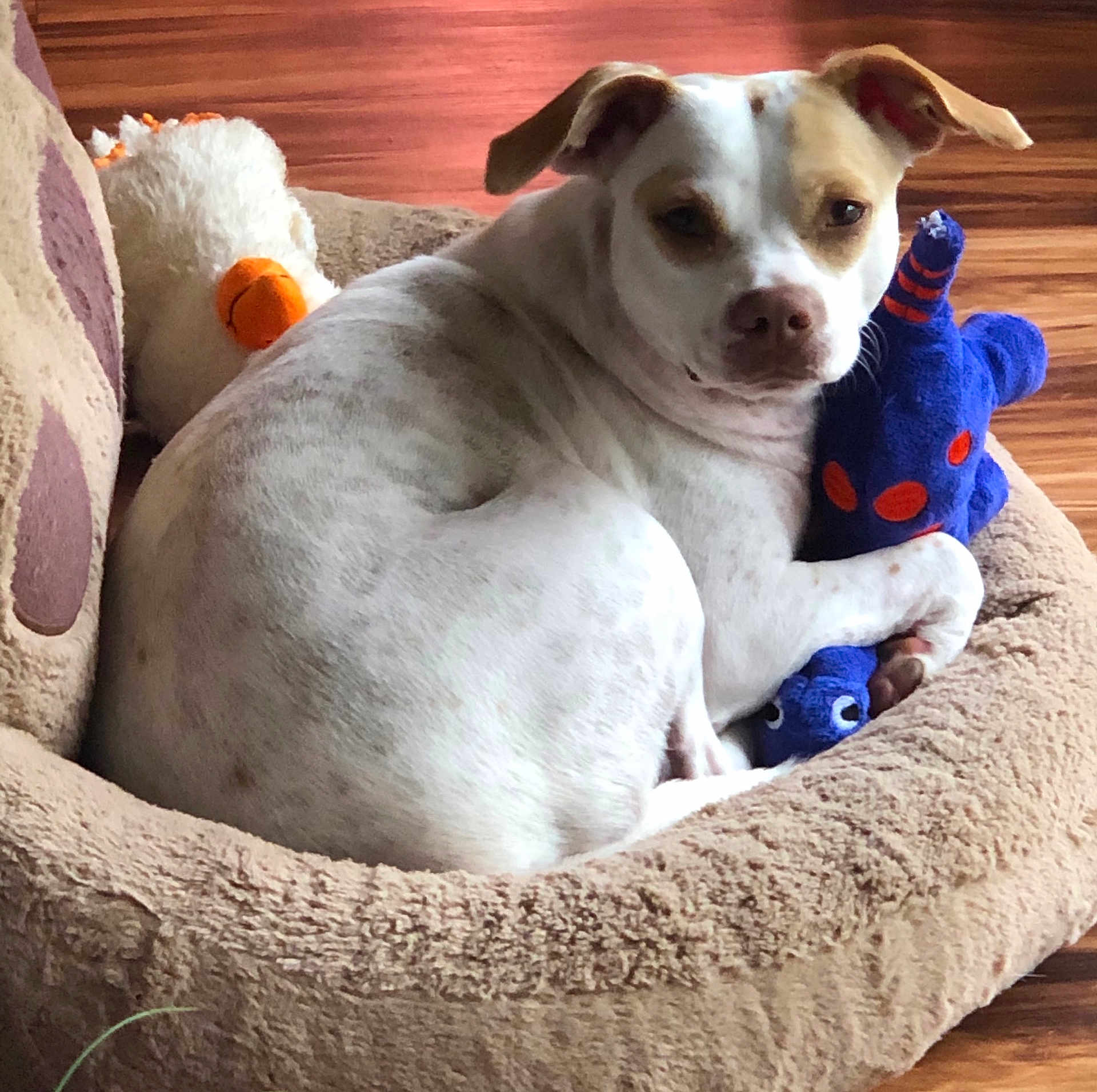 Sadie is registered to the contest to win money with this photo: dog, plush_toy, stuffed_animal, dog_bed, white_dog, brown_patch, flooring, wood_floor, toy, pet, indoor, cozy, resting, clutching, animal, cute, pet_toy, stuffed_duck, relaxed, fur