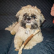 Vao participe au concours pour gagner de l'argent avec cette photo : dog, puppy, fluffy, scruffy, couch, quilted, toy, bone, pet, animal, indoor, relaxed, curious, fur, cute, companion, domestic, canine, sitting, looking