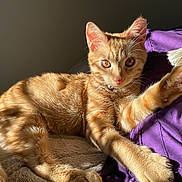 Janeiro is registered to the contest to win money with this photo: animal, blanket, cat, cozy, curious, cute, feline, fur, ginger_cat, indoor, paw, pet, playful, purple, relaxing, stretching, sunlight, tabby, tassel, whiskers