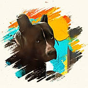 Blue is registered to the contest to win money with this photo: dog, black_dog, portrait, artistic, paint_strokes, abstract, colorful, orange, yellow, blue, animal, face, ears, expression, background, creative, mixed_media, texture, canine, close_up