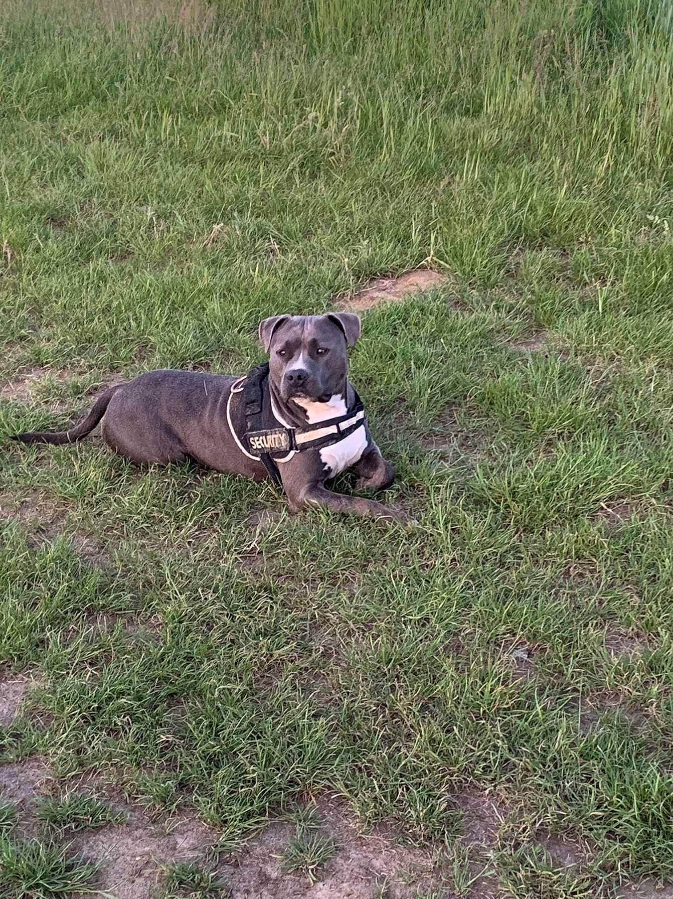 Cobra a rejoint le concours — aidez-le/la à gagner de superbes lots ! canidae, carnivore, collar, companion_dog, dog, dog_breed, dog_collar, dog_supply, fashion_accessory, fawn, grass, gun_dog, leash, pet_supply, plant, snout, soil, sporting_group, tail, working_animal