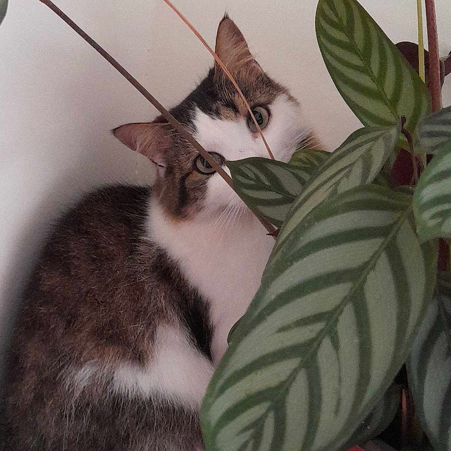 Nala