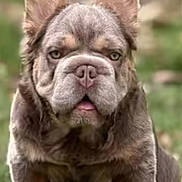 Gotti is registered to the contest to win money with this photo: dog, puppy, grass, outdoor, ears, wrinkles, cute, pet, animal, muzzle, brown, sitting, tongue, nature, fur, portrait, closeup, young, canine, friendly