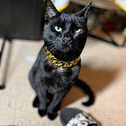 Hunter joined the competition — help win amazing prizes! black_cat, cat, pet, animal, indoor, floor, collar, gold_chain, green_eyes, sitting, slippers, footwear, blurred_background, domestic_animal, cute, feline, looking_up, household, indoor_lighting, curious