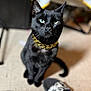 black_cat, cat, pet, animal, indoor, floor, collar, gold_chain, green_eyes, sitting, slippers, footwear, blurred_background, domestic_animal, cute, feline, looking_up, household, indoor_lighting, curious