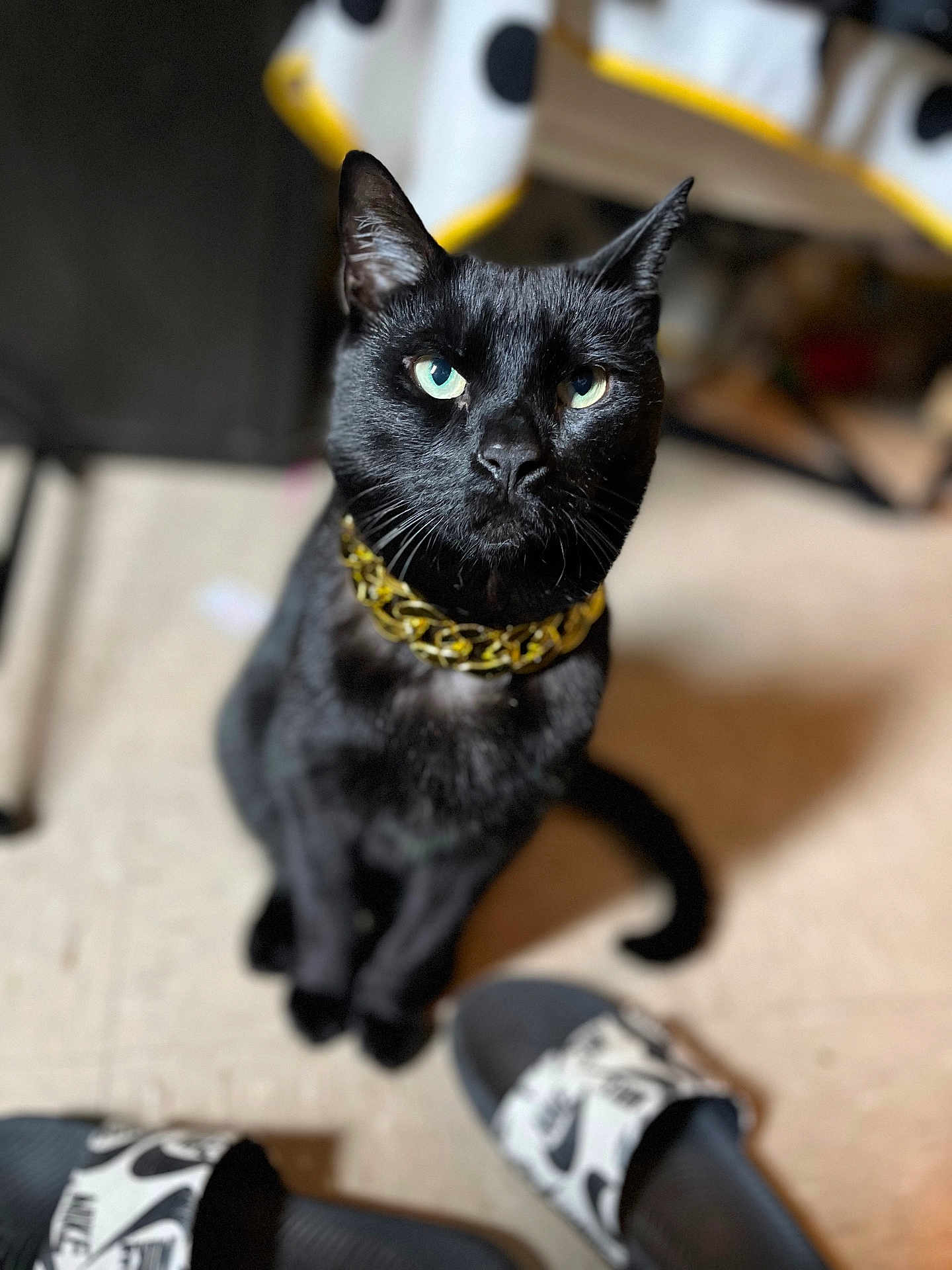 Hunter joined the competition — help win amazing prizes! black_cat, cat, pet, animal, indoor, floor, collar, gold_chain, green_eyes, sitting, slippers, footwear, blurred_background, domestic_animal, cute, feline, looking_up, household, indoor_lighting, curious