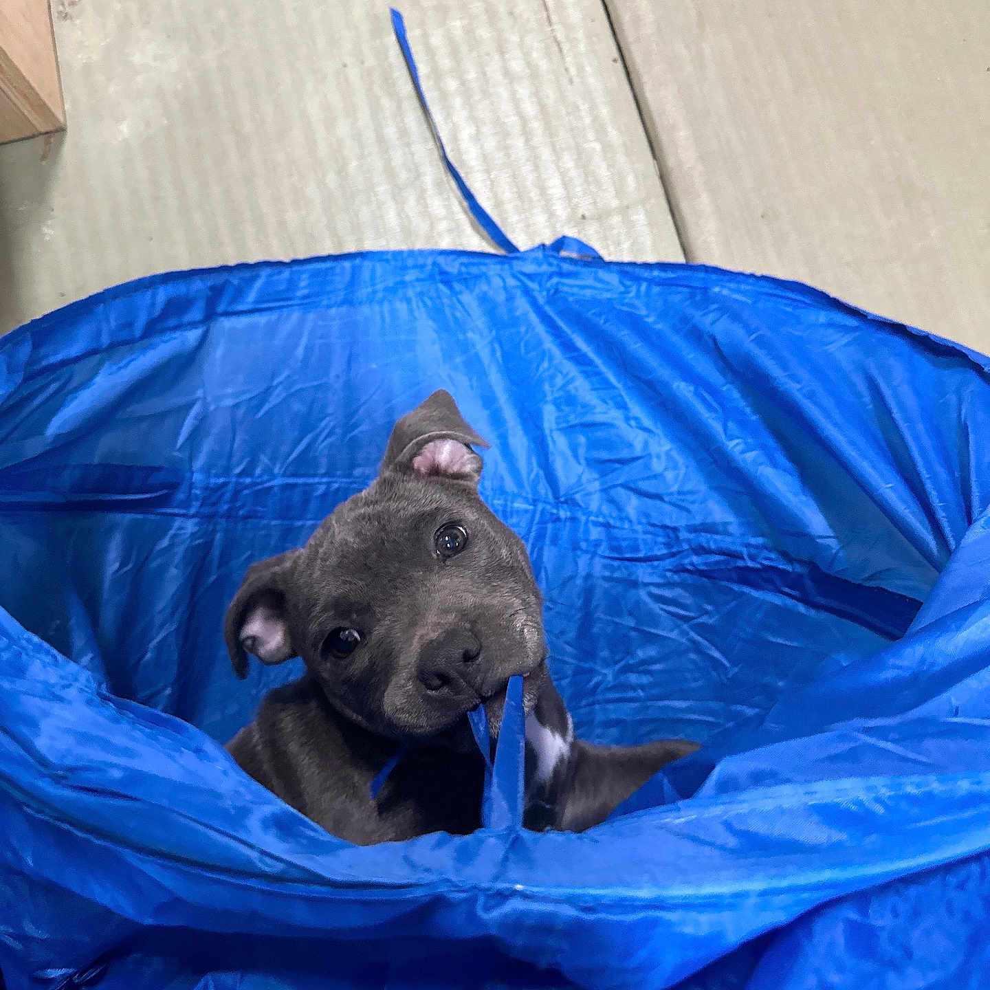 Valkyrie a rejoint le concours — aidez-le/la à gagner de superbes lots ! animal, architecture, bag, building, bulldog, canine, clothing, dog, frenchbulldog, hardwood, labradorretriever, outdoors, pet, pitbull, plastic, plasticbag, puppy, shelter, tent, wood