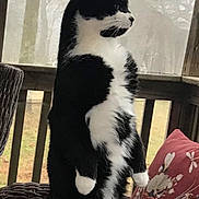 Milo is registered to the contest to win money with this photo: animal, black_and_white, cat, curious, daytime, feline, floral_pattern, foggy, nature, outdoor, pet, pillow, porch, quiet, railing, standing, tuxedo_cat, wicker_chair, window, wood