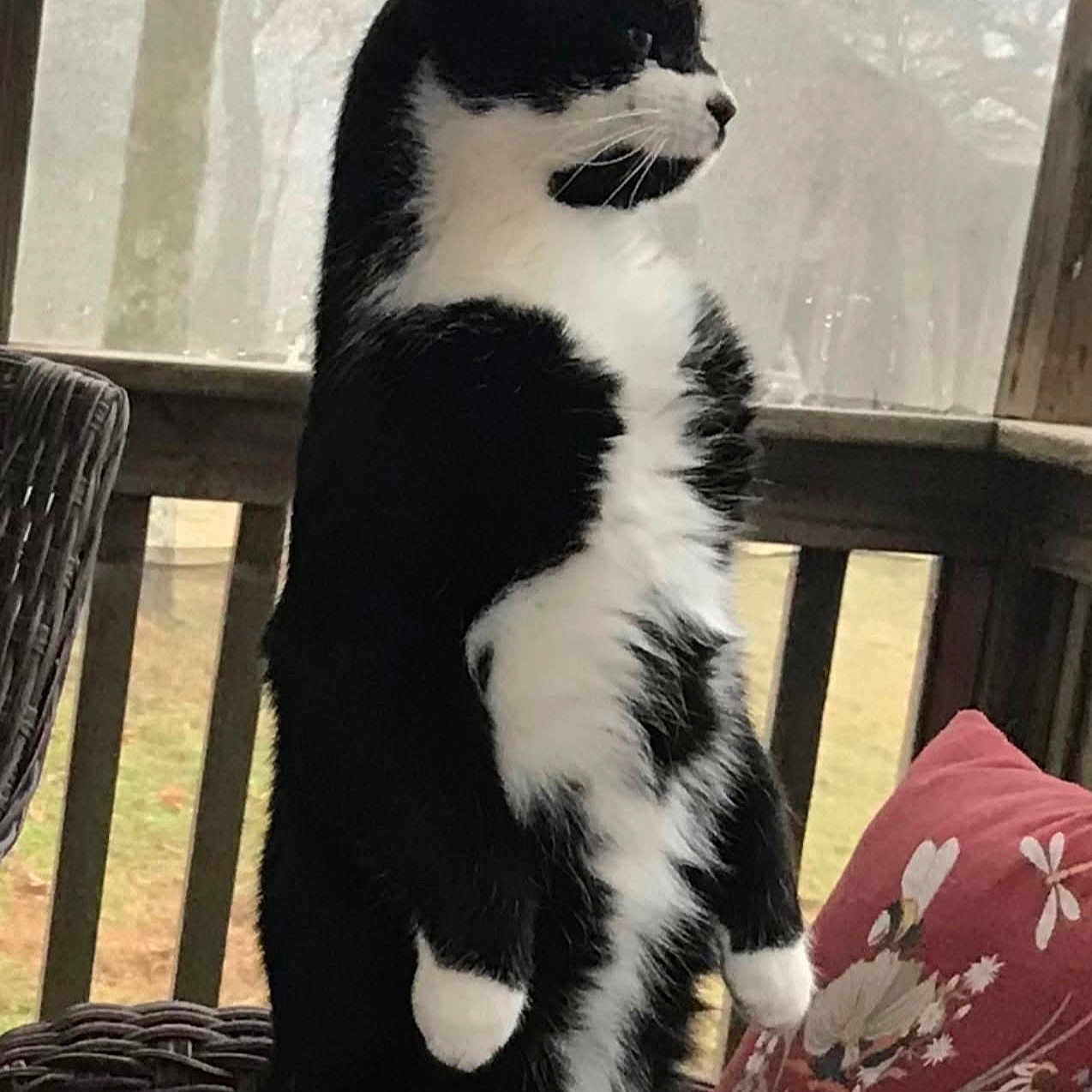 Milo is registered to the contest to win money with this photo: animal, black_and_white, cat, curious, daytime, feline, floral_pattern, foggy, nature, outdoor, pet, pillow, porch, quiet, railing, standing, tuxedo_cat, wicker_chair, window, wood